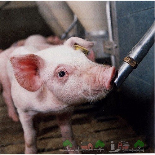 Ніпельні поїлки для свиней своїми руками: фото та відео
