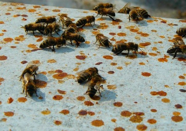Пронос у бджіл навесні і взимку: причини і методи лікування