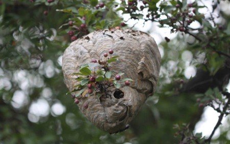 Народні прикмети: бджола залетіла в будинок, в вікно