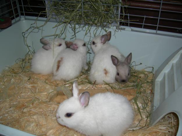 Утримання і догляд за карликовими кроликами: фото та відгуки