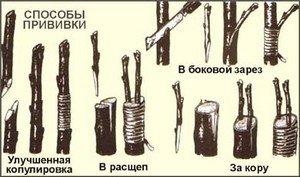 Як прищепити троянди навесні і восени в домашніх умовах і саду?