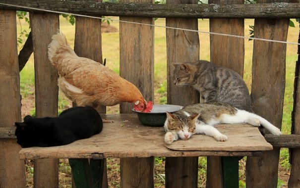 Пташиний грип: чи можуть заразитися недугою кішки