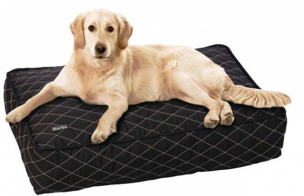 Місце для собаки в квартирі: як облаштувати і привчити до нього вихованця