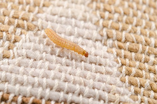 Міль і її фото (а також кілька слів про меблеву моль)