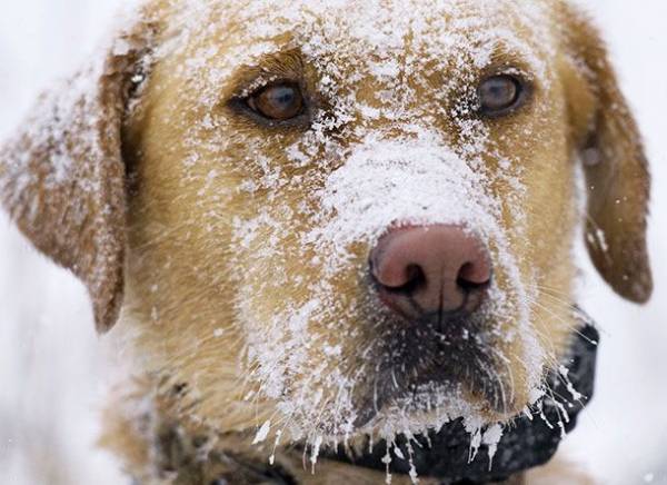 Бронхіт у собак: причини виникнення та методи лікування