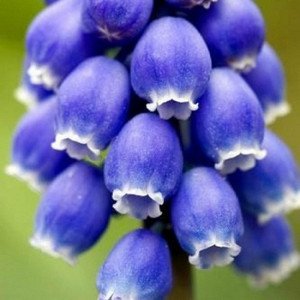 Як здійснюється посадка і догляд за мускарі на дачі (фото сортів)?