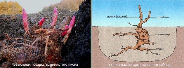 Посадка і догляд за півоніями у відкритому грунті