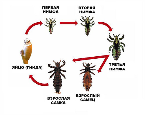 человеческие паразиты лечение человеческие паразиты лечение