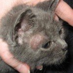 Стригучий лишай   з чого почати лікування мікроспорії у кішок