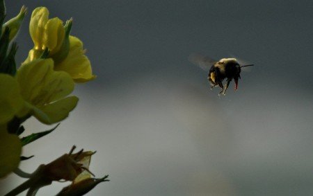 Крадіжку бджіл: як боротися, що робити, фото і відео