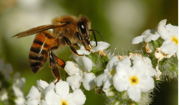 Розбираємося, хто такі бджоли вбивці: основні види, їх небезпека, відео