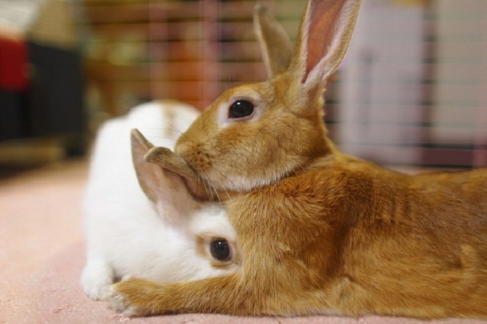 Все про паруванні кроликів: корисні поради та відео
