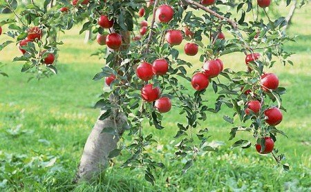 Посадка яблуні восени, навесні: вибір місця, підготовка ями