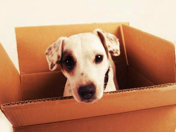 Стрес у собаки: симптоми і способи зняття