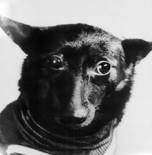 Собаки космонавти: чотирилапі герої ХХ століття