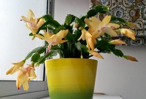 Догляд, розмноження, пересадка, обрізка і хвороби декабриста в домашніх умовах