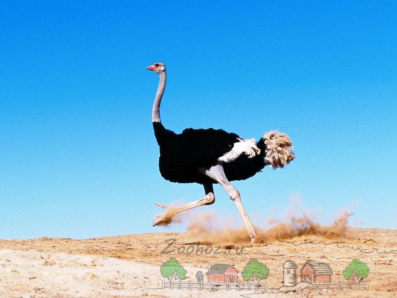 Найцікавіші факти про страусів: фото і відео огляд