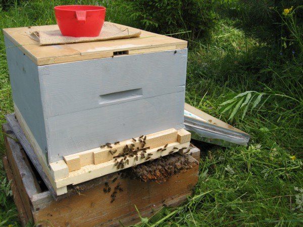 Як пересадити бджіл у новий вулик: корисні поради та відео