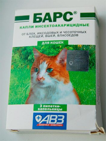 Як вивести бліх у кішки і позбутися від них назавжди