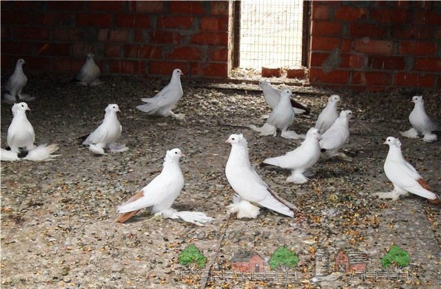 Огляд ліки нифулин форте для голубів: фото та відео