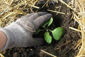 Технологія та агротехніка вирощування баклажанів в теплиці