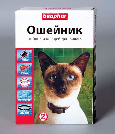 Нашийники від бліх для кішок і кошенят: принцип дії, ціна та відгуки