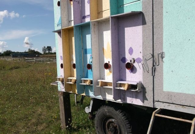 Павільйонне утримання бджіл: опис і відео