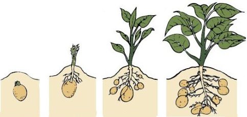 Вирощування картоплі за голландською технологією