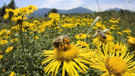 Роль бджіл у запиленні рослин і як змусити збирати пилок