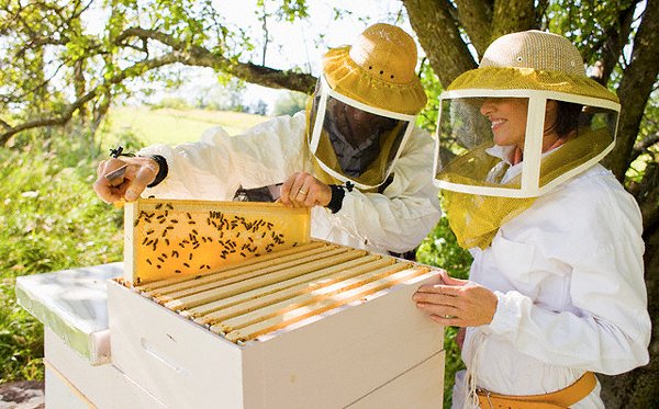 Бджільництво для початківців: корисні поради та відео