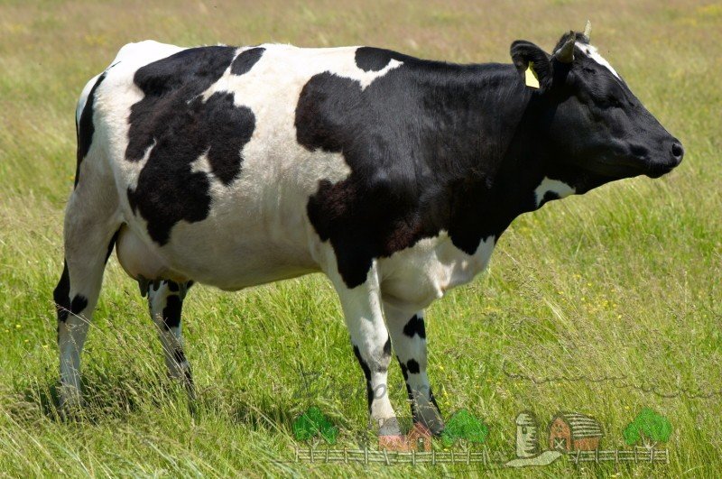 Скільки шлунків є у корови: огляд будови та фото
