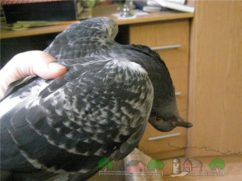 Хвороби голубів: їх симптоми, профілактика і лікування