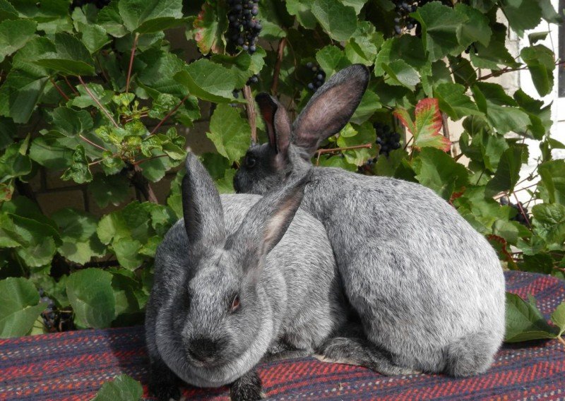 Огляд породи кроликів Серебристі, їх утримання, розведення, відгуки тваринників