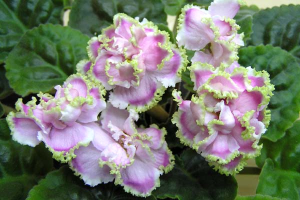 Вирощування фіалок: секрети досвідчених квітникарів