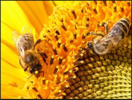 Медоноси для бджіл