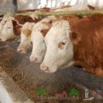 Огляд симентальської породи корів, їх фото та відео
