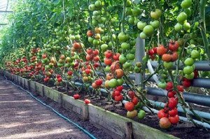 Мульчування томатів у теплицях і відкритому грунті скошеною травою, плівкою, хвоєю та ін.