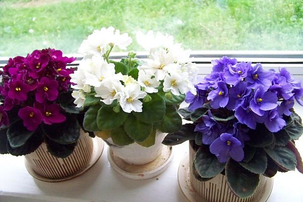 Як доглядати за фіалками: поради флористів