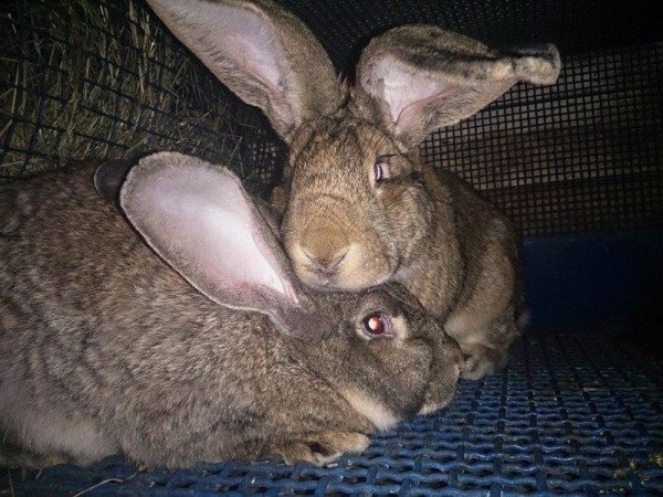 Чому кролиця не підпускає до себе кроля: огляд і відео