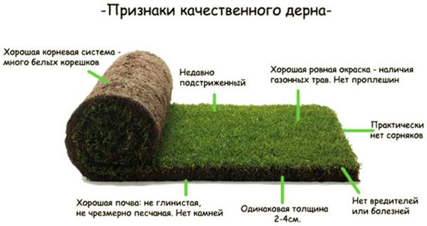 Як садити і вирощувати газонну траву в рулонах?