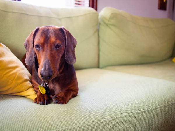 Гепатит у собак   симптоми і різні форми захворювання печінки