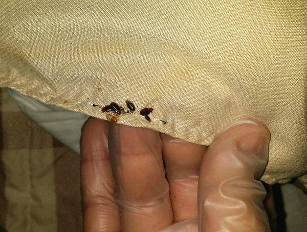 Боротьба з комахами в квартирі: огляд сучасних методів і засобів