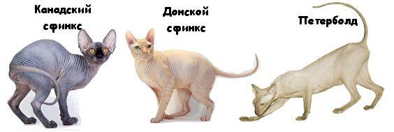 Донський сфінкс – що необхідно знати кожному власнику цієї кішки?