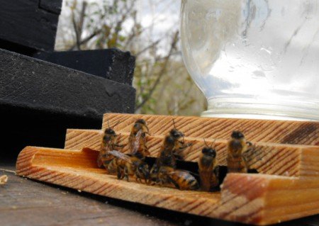 Годівниці для бджіл своїми руками стельові та інші види