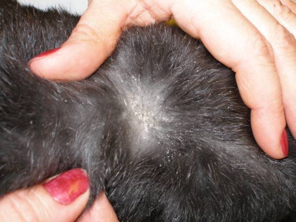 Хейлетиеллез (бродячий лупа) у кішок   ураження шкірних клещем