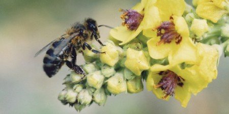 Башкирська (бурзянская) бортевая бджола: відгуки, фото, опис