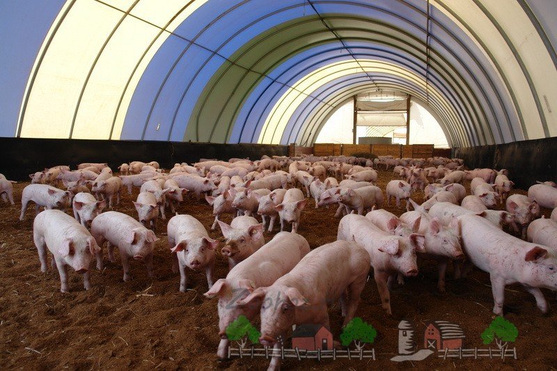 Канадська технологія вирощування свиней: огляд і відео