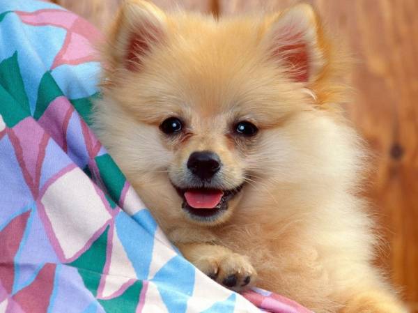 Найрозумніші породи собак: наш рейтинг ТОП 10