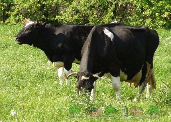 Огляд ярославської породи корів, їх фото та відео