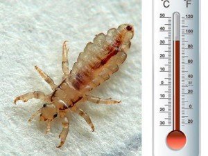 Чого бояться домашні (постільні) клопи